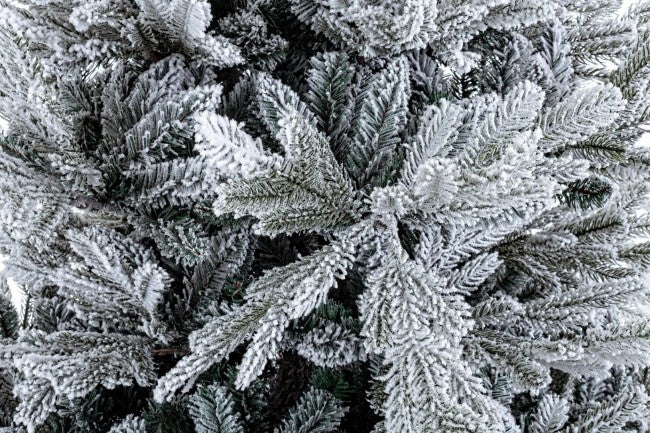 Albero Bernina Innevato H240-4117Rami